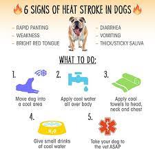 Infographic On Heat Stroke In Dogs Heat Stroke In Dogs Heat Stroke Dog In Heat