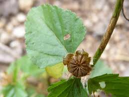 Image result for Malvastrum coromandelianum