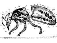 Download or print for free. 18 Orchid Bees Ideas Bee Insects Entomology