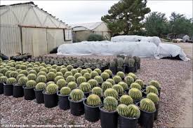 See more of san diego cactus & succulent society on facebook. Bach S Cactus Nursery In Tucson On A Chilly Winter Day