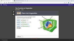Consider this animal cell which organelles are labeled d and what is one feature. Consider This Animal Cell Which Organelle Is Labeled A Animal West