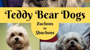 Maybe you would like to learn more about one of these? Breed Info Teddy Bear Dogs And Puppies Pethelpful