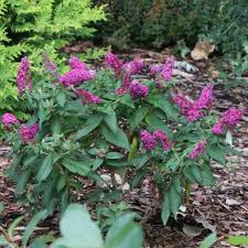Image result for Buddleja pulchella