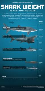 shark weight the most massive sharks visual ly