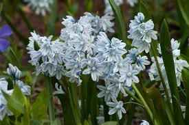 Check spelling or type a new query. Specialty Bulbs Item 6008 Striped Squill For Sale Colorblends