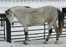 See full list on horseislove.com The Basics Of Equine Nutrition Equine Science Center