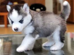 Adopt or rehome a dog or puppy today. Male And Female Siberian Husky Puppies Available For Sale In Adrian Georgia Classified Americanlisted Com