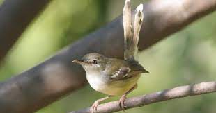 Download Suara Burung Ciblek Betina Mp3 Pemikat Jantan Gacor Unsur Rimba