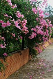 Image result for Podranea