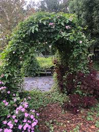 Image result for Thunbergia gossweileri