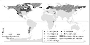 Image result for Carex runssoroensis