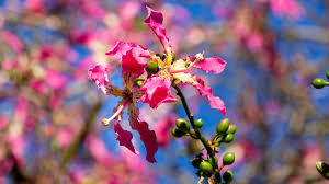 It grows up to 60 feet (18 m) tall. The Silk Floss Tree Is A Blooming Beauty Horticulture Blog Auckland Zoo
