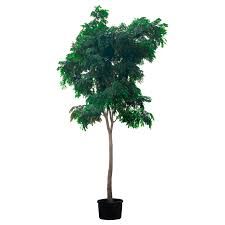 Image result for Albizia lebbeck