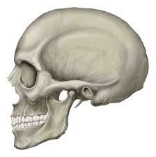 Muscles and bones of the face is a quiz that probes your knowledge and understanding of the whole face structure. Skull Functions Facts Fractures Protection View Bones