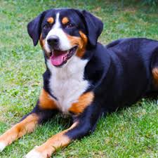 Maybe you would like to learn more about one of these? Entlebucher Mountain Dog Grooming Bathing And Care Espree