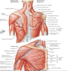 Each of the triceps' three heads originates in a distinct location. There Are 15 Dynamic Or Active Muscles In The Shoulder Region They Can Be Further Divided Into 3 Subc Shoulder Muscle Anatomy Shoulder Anatomy Muscle Diagram