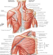 There are three main muscles in your shoulder: There Are 15 Dynamic Or Active Muscles In The Shoulder Region They Can Be Further Divided Into 3 Shoulder Muscle Anatomy Shoulder Anatomy Neck Muscle Anatomy