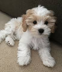 If you're considering adopting a cavachon puppy, make sure you understand this breed's health considerations. Guide To The Cavachon Puppy Ebknows