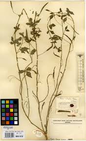 Image result for Cleome rutidosperma