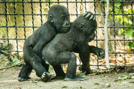 Here Is Apollo Playing With His Big Brother Bomassa Who Is Actually A Half Brother More Of Apollo S Family Tree On The Res Baby Gorillas Gorilla Baby Animals