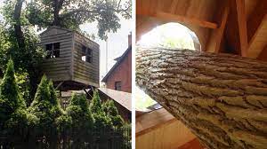 For a standard 8'x8' treehouse, choose a tree with a trunk at least 12 in diameter. Here S How To Build A Treehouse In 10 Easy Steps