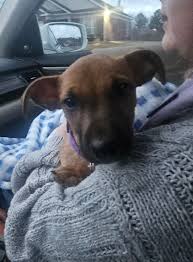 This little pup was found