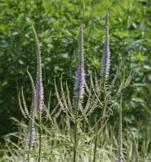 Needs full sun well drained moist to wet soil and attracts butterflies. Www Stauden Spatzundfrank De Veronicastrum Virginicum Lavendelturm Kandelaber Ehrenpreis