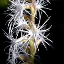 Image result for Holothrix longiflora