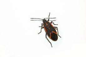 Stink bugs are a huge hassle. How To Get Rid Of Boxelder Bugs Boxelder Bug Treatment Guide