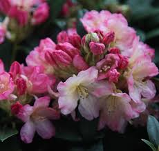 Rhododendron Percy Wiseman Yakushimanum Rhododendron Beautiful Flowers Pictures Rhododendron Flowers