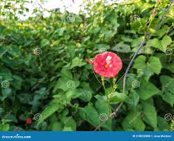 Image result for Ipomoea hederifolia
