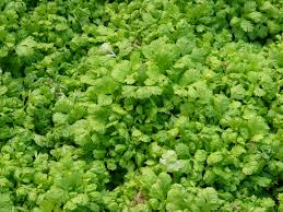 Parsley Growing And Harvest Information Growing Herbs