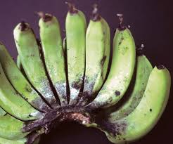 The diseases affecting the banana plants are: Spots Of Fruit Better Bananas