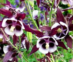 Image result for Aquilegia vulgaris Tower Mix