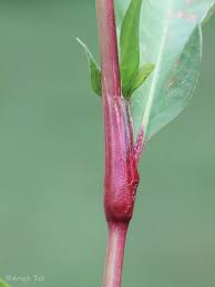 Image result for Persicaria barbata