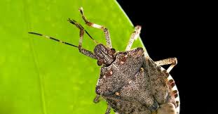 It's a safe and pleasant solution, but it only kills what's sprayed. 5 Best Stink Bug Repellents In 2021 Detailed Reviews