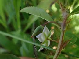 Image result for Sauvagesia