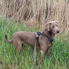 A water and field mix in one. Meet The Interesting Weimaraner Mixes Of The Canine World K9 Web