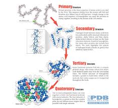 Are There Seconday, Tertiary, And Quaternary Structures Of Dna Like There  Are For Proteins? - Quora