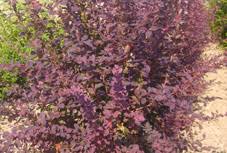 Un arbuste à feuilles rouges peut s'avérer un véritable accrocheur et attirer l'attention sur soi. Arbustes A Floraison Decorative De Printemps