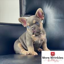 The search tool above returns a list of breeders located nearest to the. Rare Frenchie French Bulldog Puppies Las Vegas Nv Home Facebook