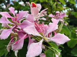 Image result for Bauhinia macrantha