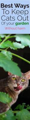 If they have food and a place to potty they will not do it in your vegetable garden. Humane Ways To Keep Cats Out Of Your Garden Gardening Channel