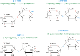 Download Disaccharide Png Image From Www Periodni Com Biochemistry Organic Chemistry Organic Chemistry Study
