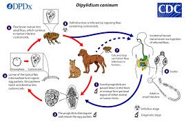 The first stage in the life cycle of cat is the kitten stage. Cdc Dipylidium Biology