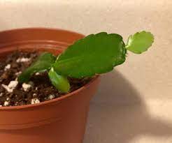 Christmas gold starts out with purple buds, but soon changes to gold flowers with purple stamens. My Christmas Cactus Cutting Has Grown 3 New Leaves And Is Starting A Fourth Tiny Bud Succulents