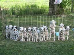 My Puppies Litter 3 Mine S The Far Right Puppy Litter Dalmation Puppy Dogs And Puppies