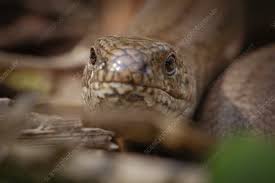 Legless lizards are one of the most bizarre reptiles out there! European Legless Lizard Keyword Search Science Photo Library