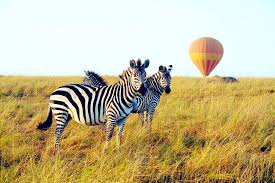 hot air balloon safari ...