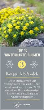 Winterharte Blumen Diese Robusten Sorten Trotzen Dem Winter Blumen Dem Diese Pflanzendeko Robusten In 2020 Winterharte Blumen Winterharte Pflanzen Winterhart